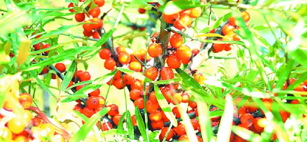 Patanjali Ayurved made product from Seabuckthorn leafes 