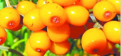 Patanjali Ayurved made product from Seabuckthorn leafes 