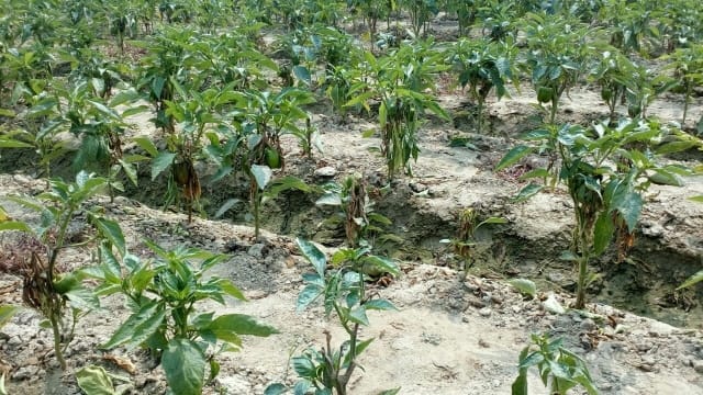 Capsicum crop on the verge of waste