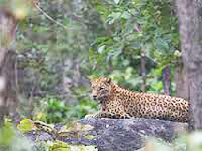 Leopard panic people into homes looking forest being