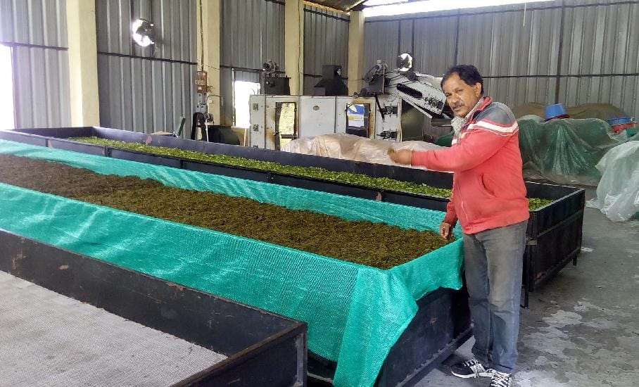 Grown tea plantations in Champawat