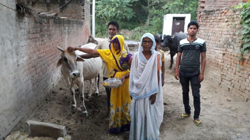 15 consecutive years giving milk cow