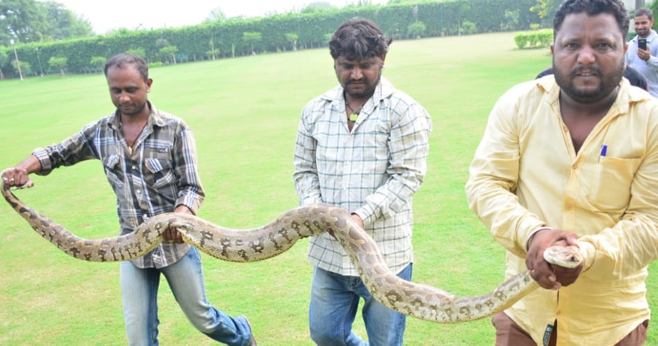 python, ten feet long python found in farm house chandigarh