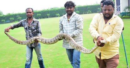 python, ten feet long python found in farm house chandigarh