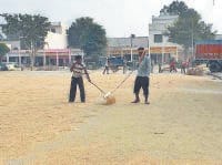 yamuna nagar, dhan,kharid,suru