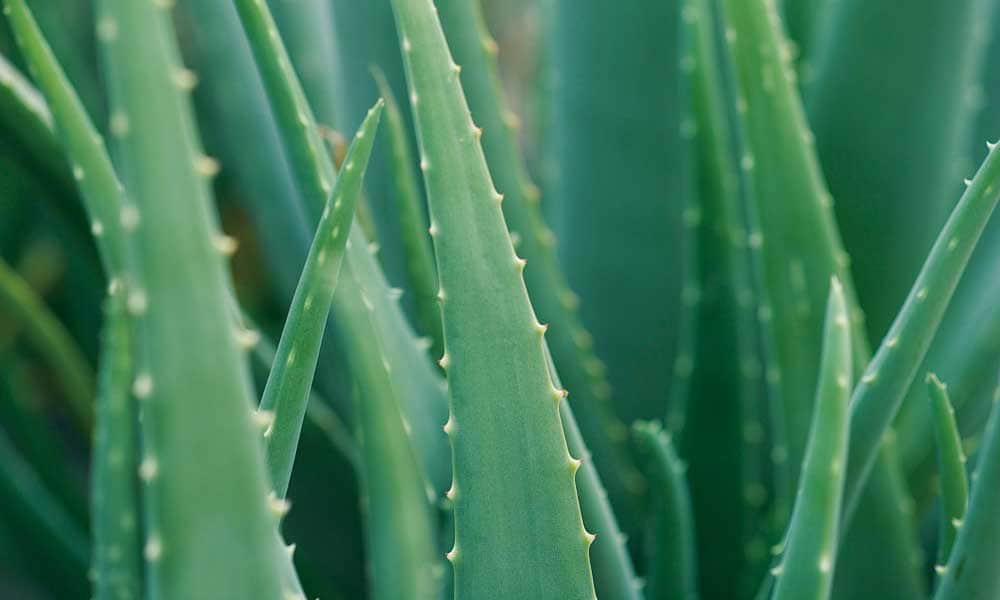 Diwali2020 after diwali hair care tips for damaged hair