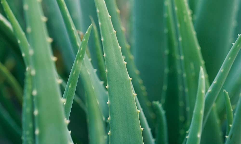 tips for oily skin in hindi