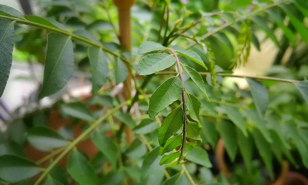 health benefits of Curry leaves diabetes to blood pressure