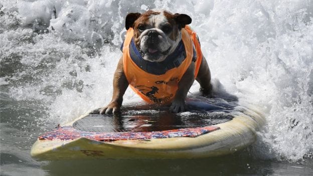Dog enjoy over the beach interesting pictures