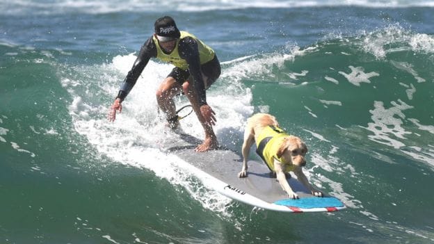 Dog enjoy over the beach interesting pictures