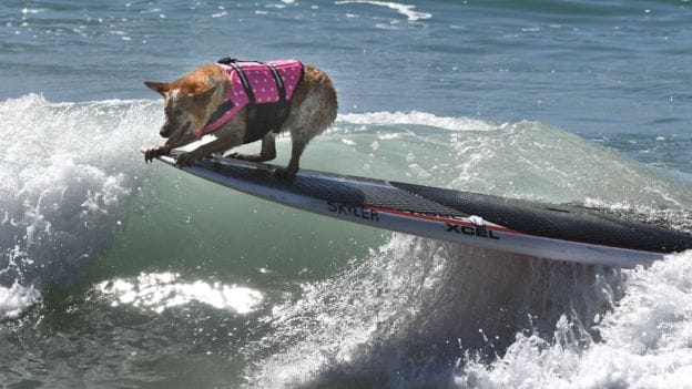 Dog enjoy over the beach interesting pictures