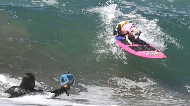 Dog enjoy over the beach interesting pictures