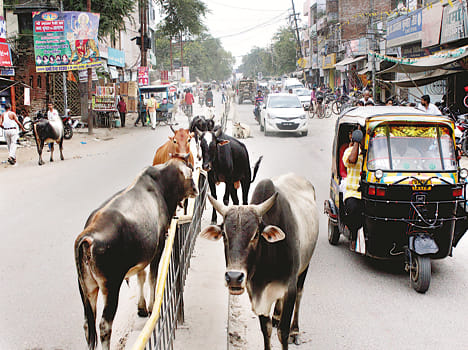 drive against animals