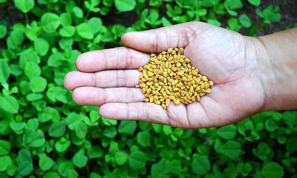 5 home remedies for dengue and chikungunya