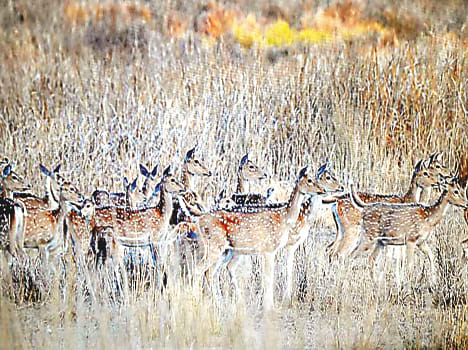 cm will do hiran safari inaugration on 6 october