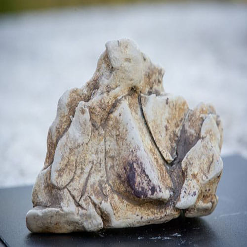 Father and son find whale vomit