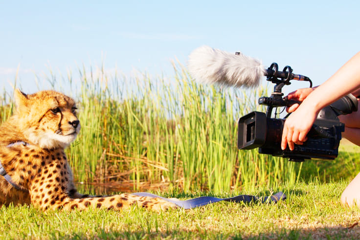 you can still see wildlife films in kanpur zoo