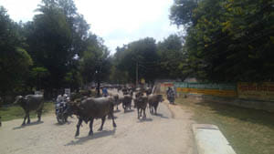 milk dairy