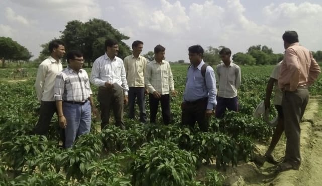 team reached to see the disease of capsicum crop 