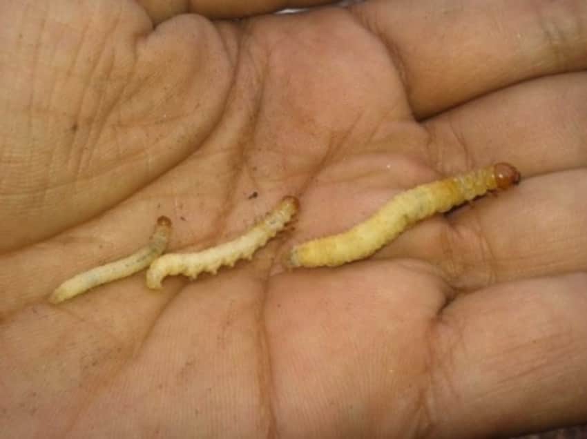 sex power increasing insect can be dangerous for people