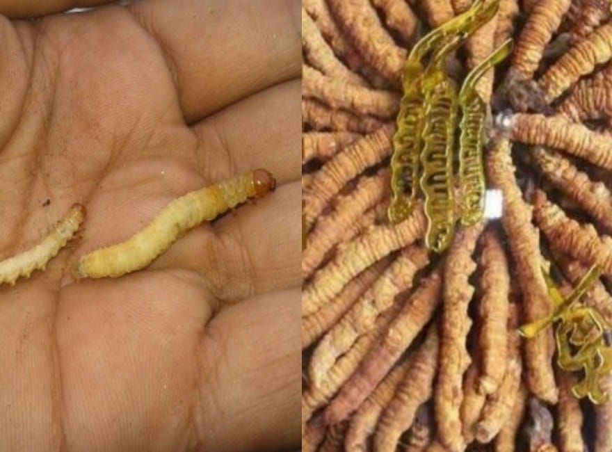 energy boosting fungus kira jari.