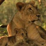 asiatic lion of gir national park