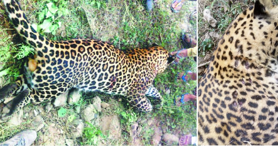 Leopard killed by being hit by car