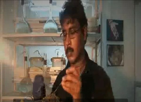 pearl treasure will produce in uttarakhand