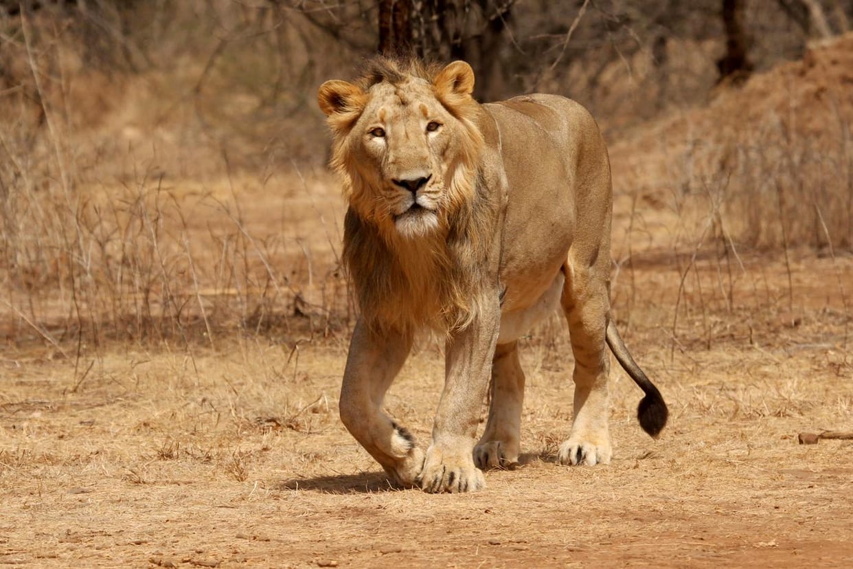 Gujarat: Asiatic lion dies after being hit by train in Amreli district