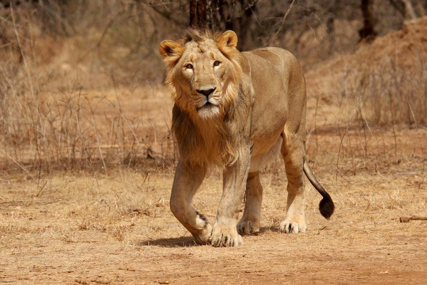 asiatic lion