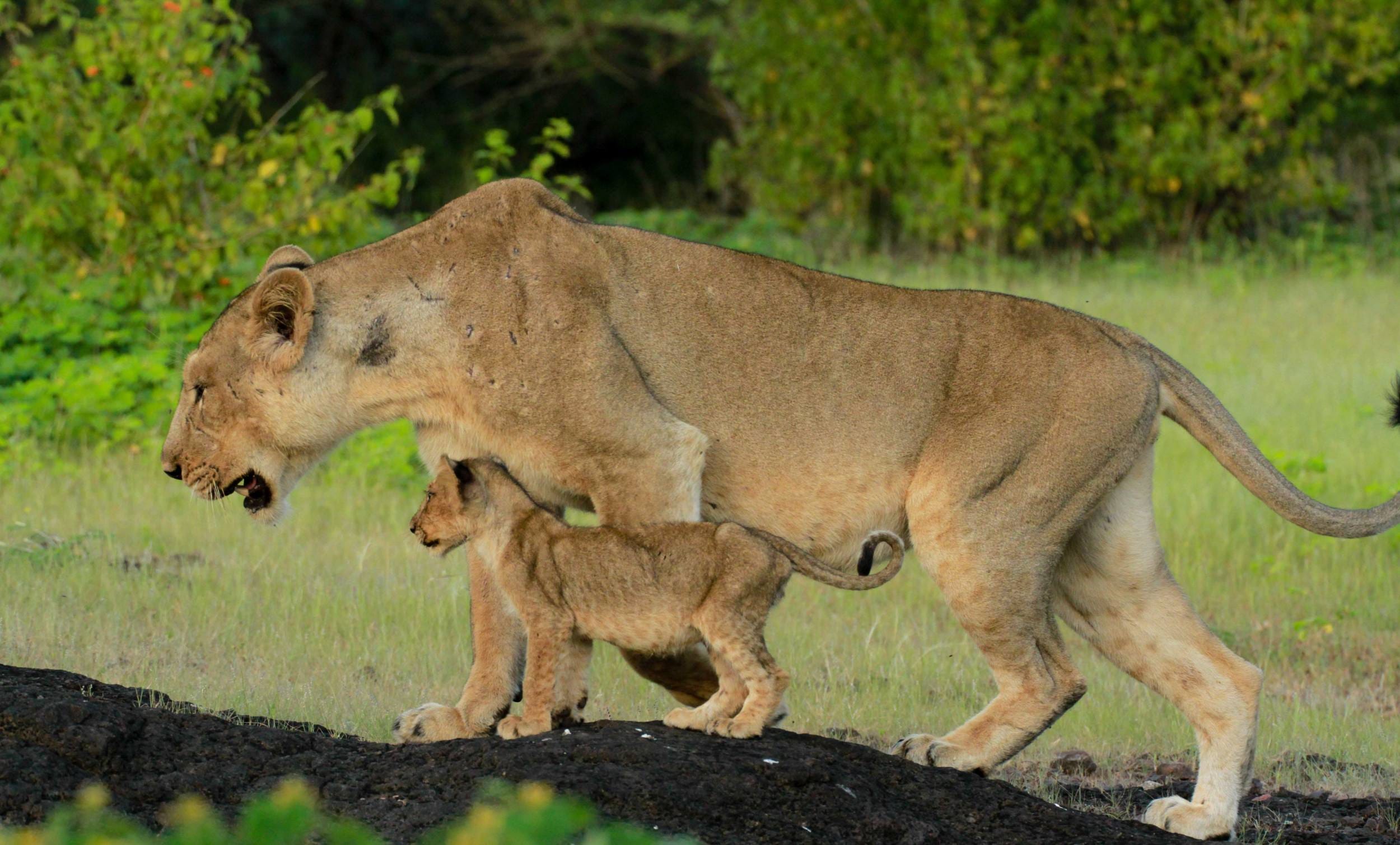 change in the behaviour of gir asiatic lion.