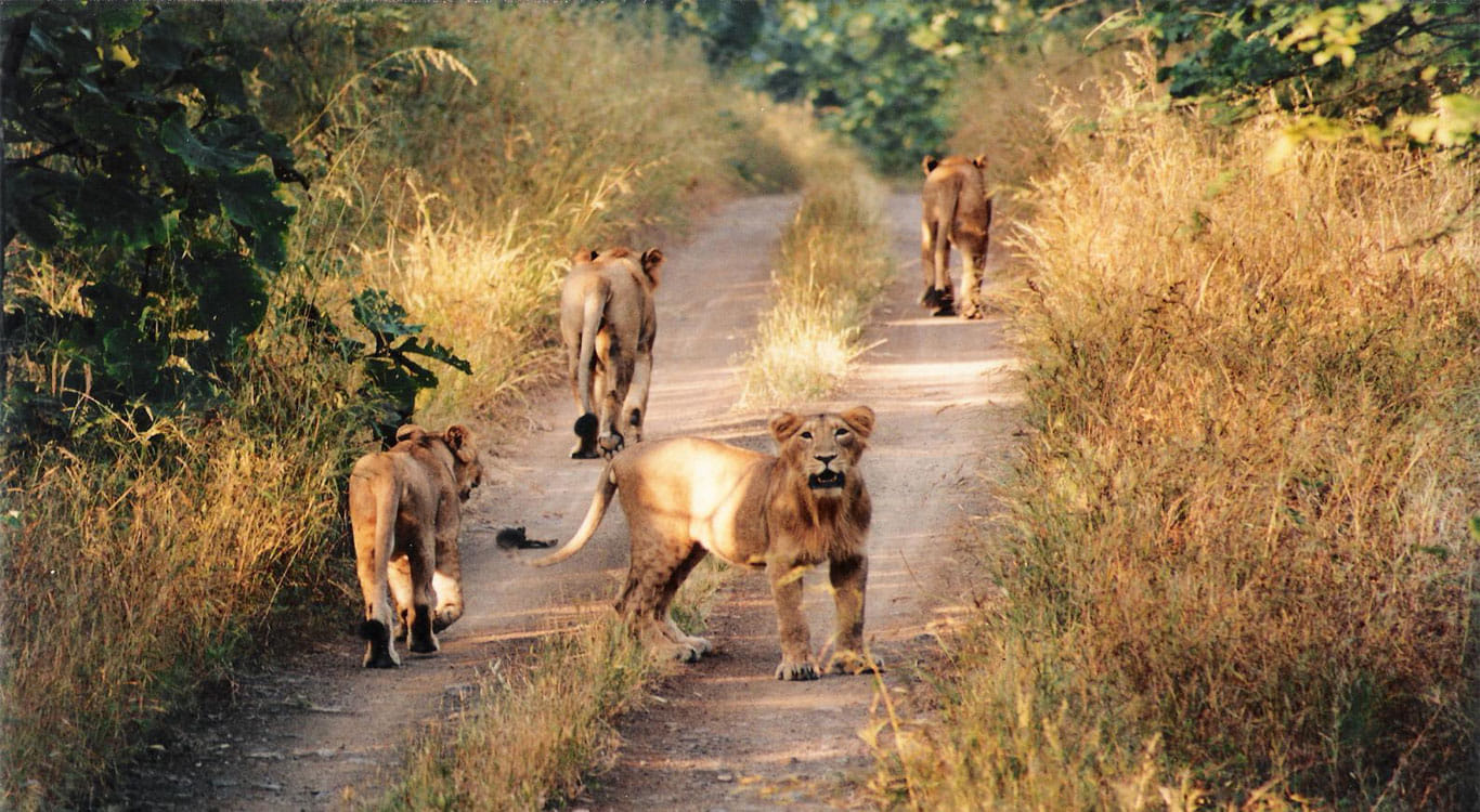 change in the behaviour of gir asiatic lion.
