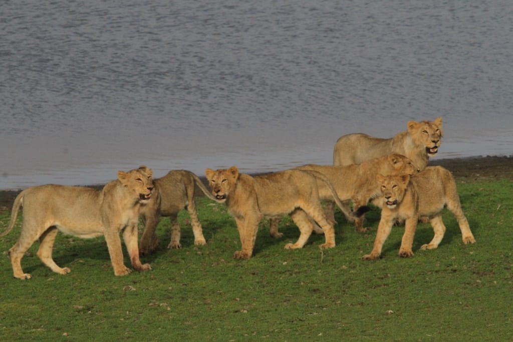 lion safari gets happiness soon