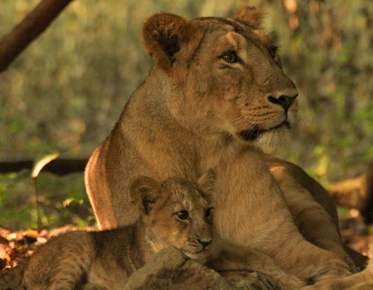 top thrilling wildlife scantuary in india