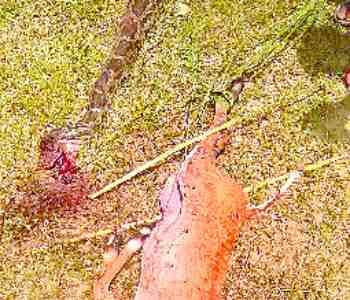 Villagers killed the dragon