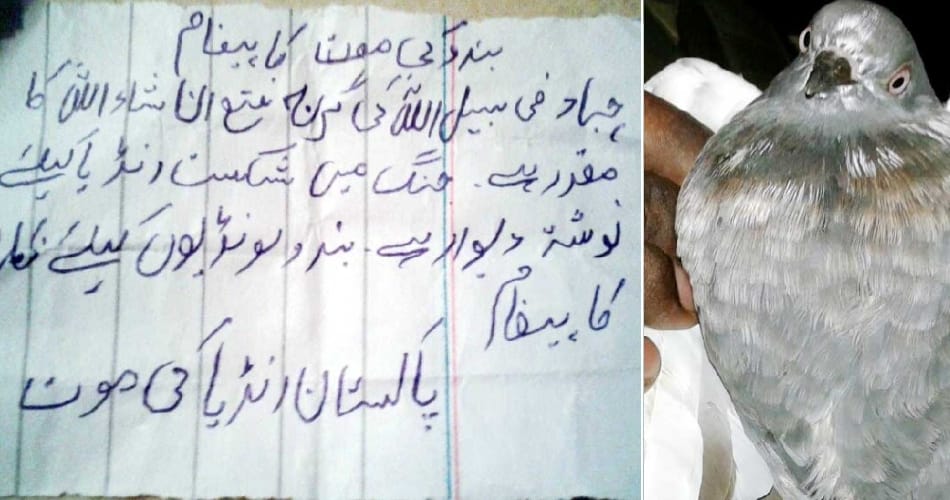 pakistani spy peigon caught by bsf in Pathankot border area