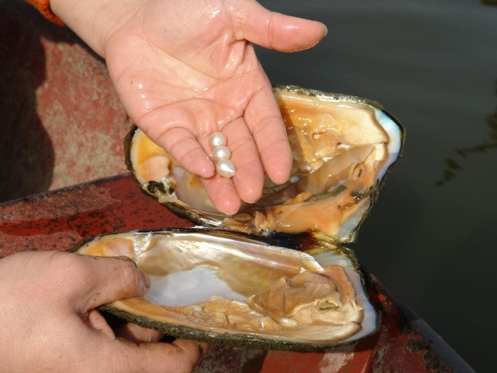 before wear pearl know these important information