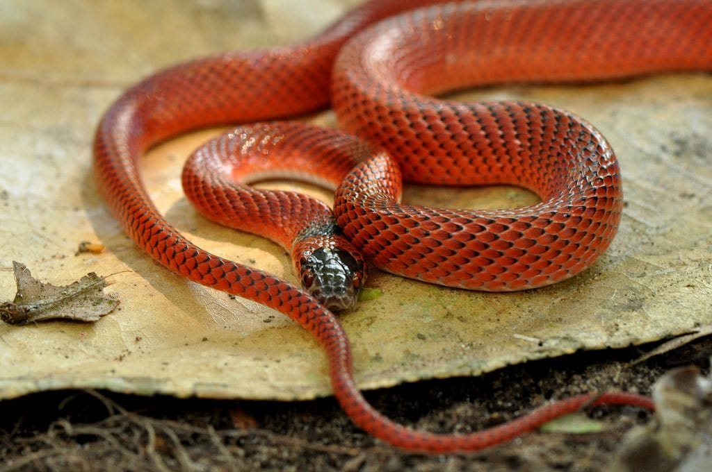 Four bitten by snakes, hospitalized