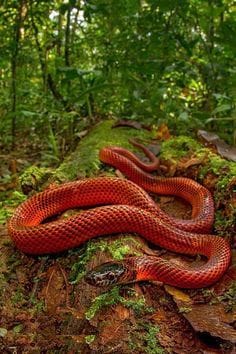 very rare red coral khukhri snake found in uttarakhand