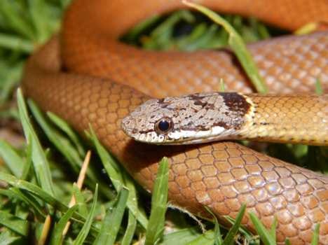 very rare red coral khukhri snake found in uttarakhand