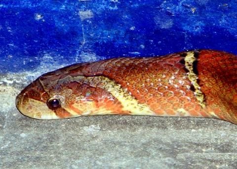 very rare red coral khukhri snake found in uttarakhand
