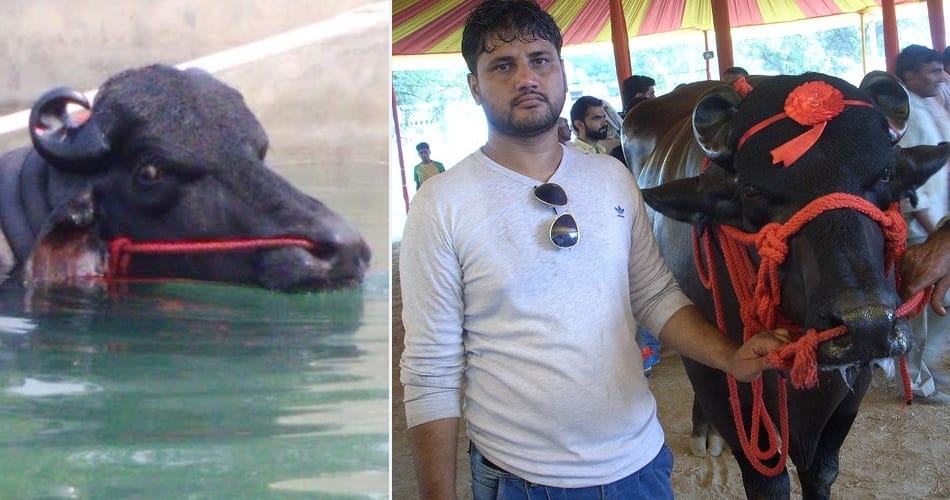 murrah buffalo shahenshah of 25 crores in panipat of haryana, diet also amazing