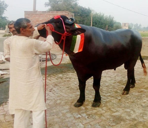 murrah buffalo shahenshah of 25 crores in panipat of haryana, diet also amazing
