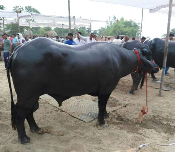 murrah buffalo shahenshah of 25 crores in panipat of haryana, diet also amazing