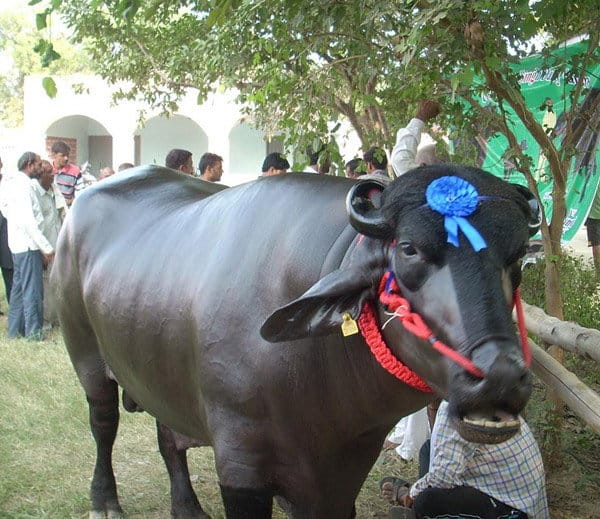 look 25 million bison, stunning dose and  called 'Shanshah'