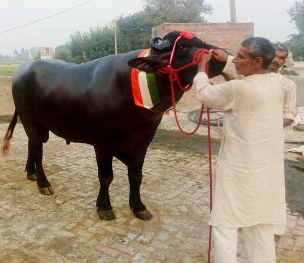look 25 million bison, stunning dose and  called 'Shanshah'