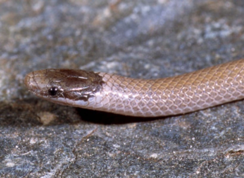 most poisonous snake found in haridwar ashram