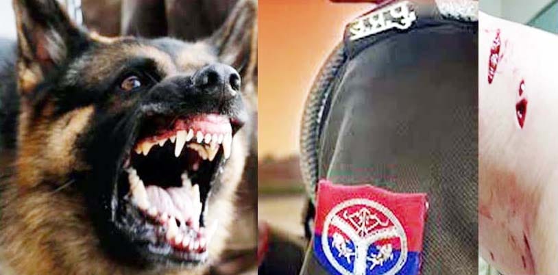 wild dog meat scrape ate soldier police panic