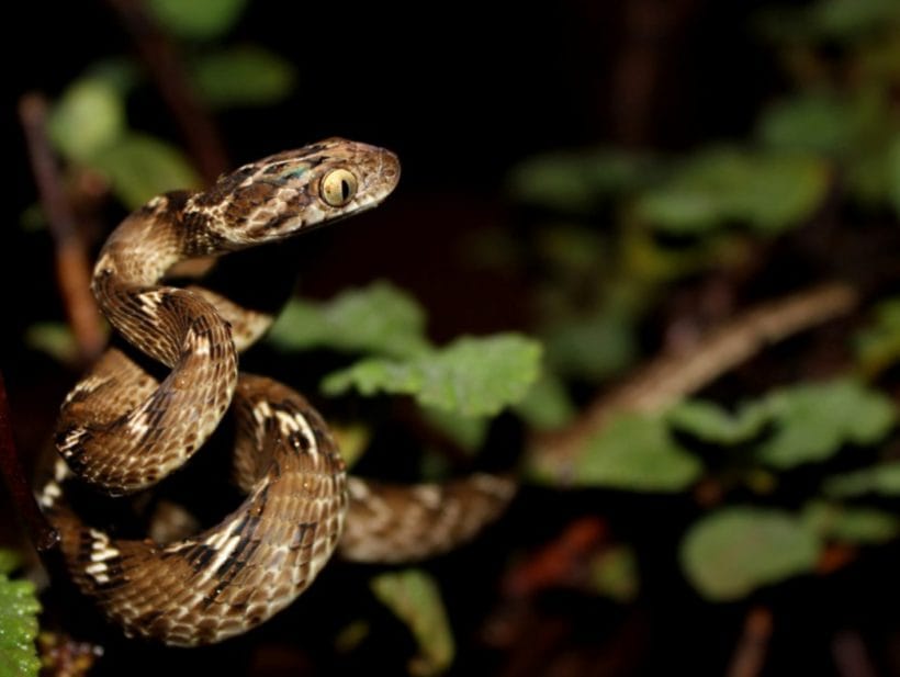 himalayan rare snakes in uttarakhand.