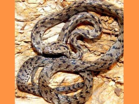 himalayan rare snakes in uttarakhand.